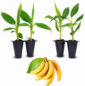 Live Double Mahoi Banana Plants (4 Pack) – Rare Dual-Bunching Banana Variety, High Yield, Sweet Flavor, Perfect for Home Growing