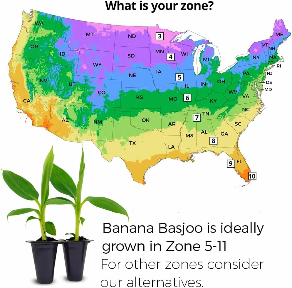 Live Double Mahoi Banana Plants (4 Pack) – Rare Dual-Bunching Banana Variety, High Yield, Sweet Flavor, Perfect for Home Growing